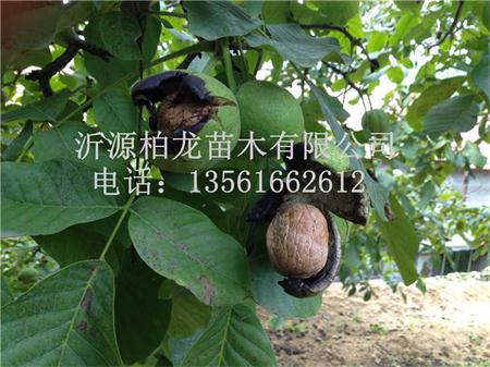 核桃嫁接苗木的种植栽培技术 核桃嫁接苗木的种植栽培技术